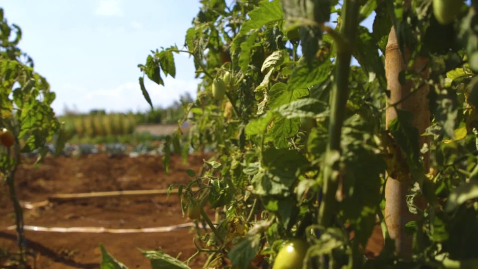 Tomatoes growing on vines on farming field in Kenya ClipStock