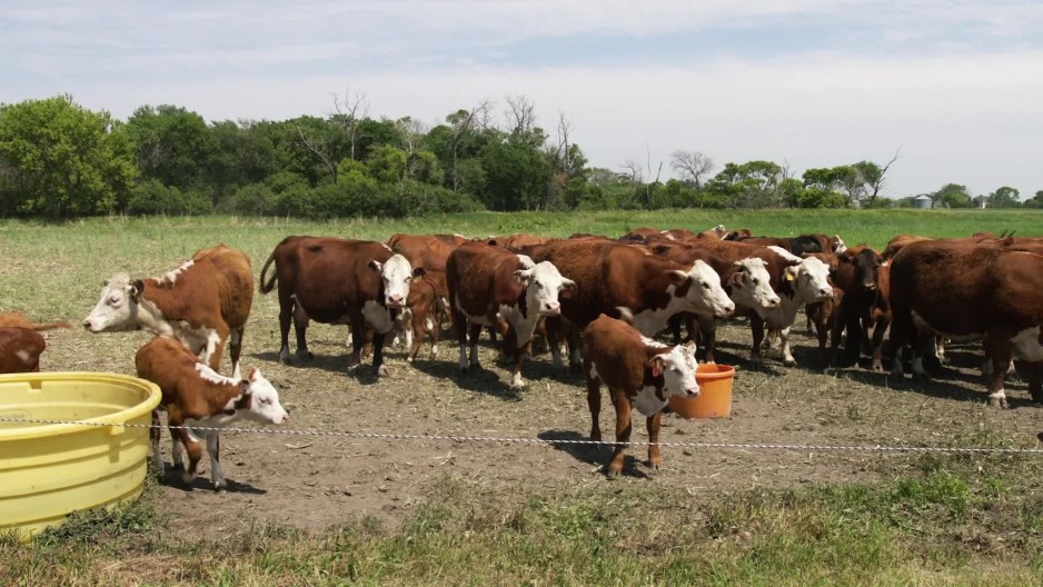 Pan right of cows and small calves drinking from water buckets on farm ClipStock