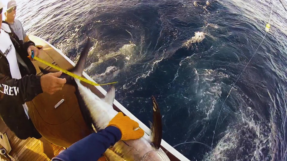Fisherman catch and release small swordfish deep sea fishing in the