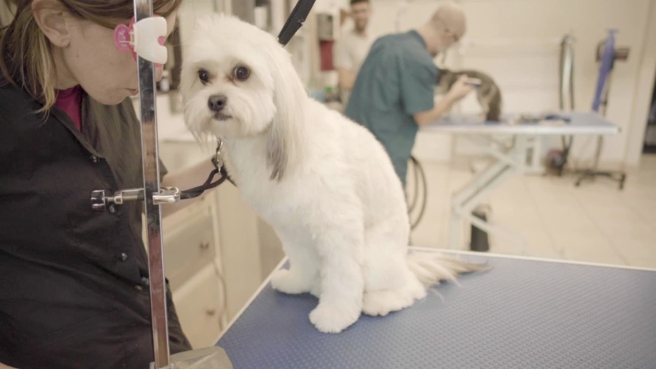 Pull out shot of groomer clipping dogs nails at grooming station slow
