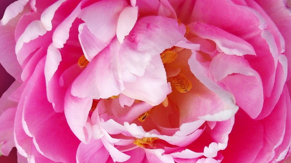 Spinning flower abstract animation gleaming in front of pink background Pink Rose ClipStock