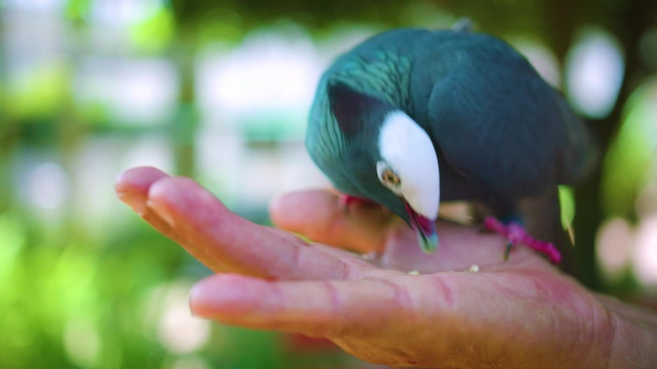 Close up of white crowned pigeon eating bird seeds from persons hand