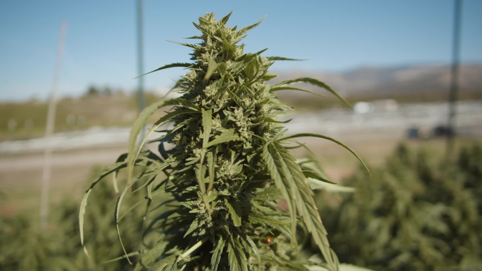 Beautiful mature cannabis plant on outdoor marijuana farm