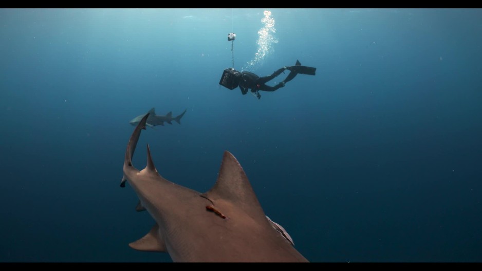 reef shark swimming up to camera slow motion | ClipStock