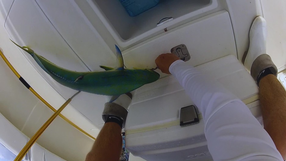 Fishermen gaffing catching mahi mahi and putting it in the ice chest on
