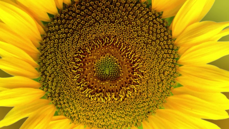 Spinning flower abstract animation gleaming in front of yellow background Sunflower ClipStock