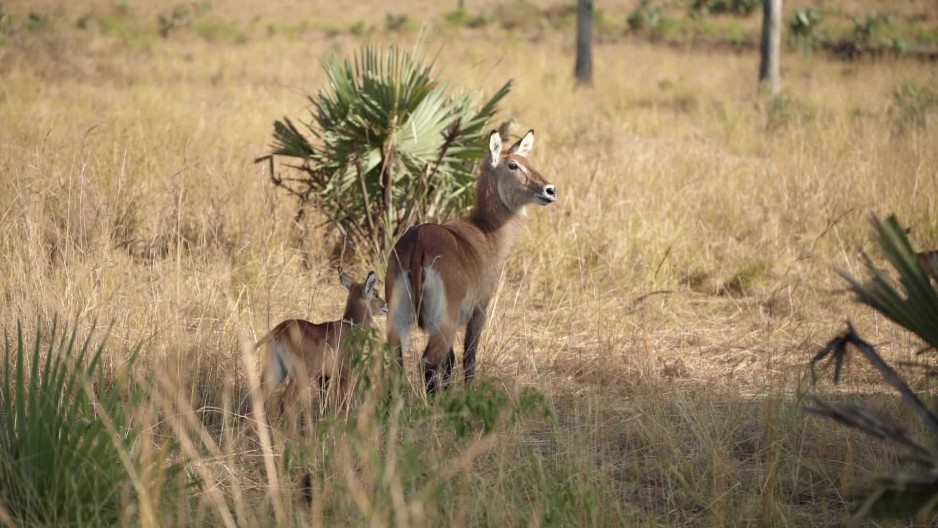 Antelope and offspring stand in African wilderness - Slow Motion | ClipStock