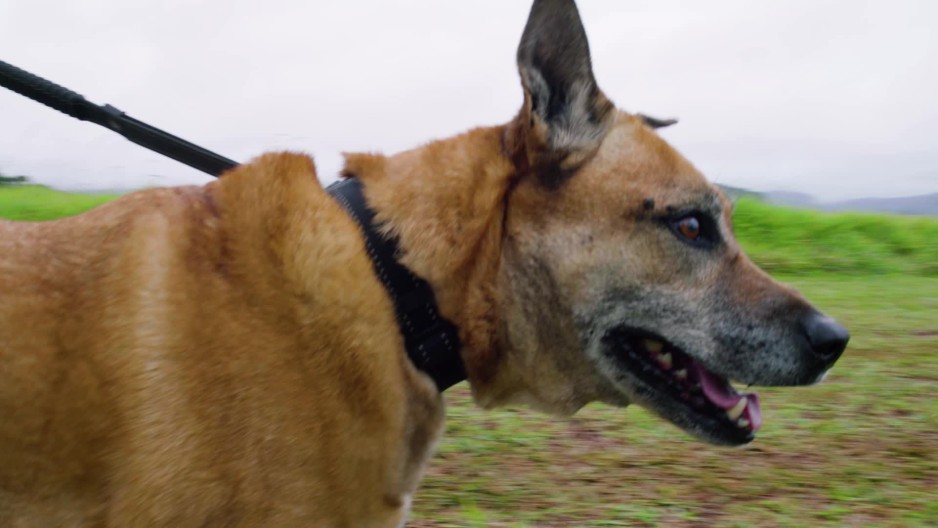 Cute dog going for walk with owner | ClipStock