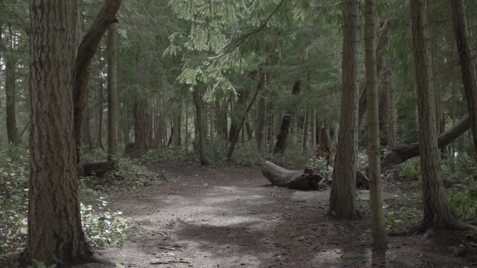 Wide shot of beautiful forest | ClipStock