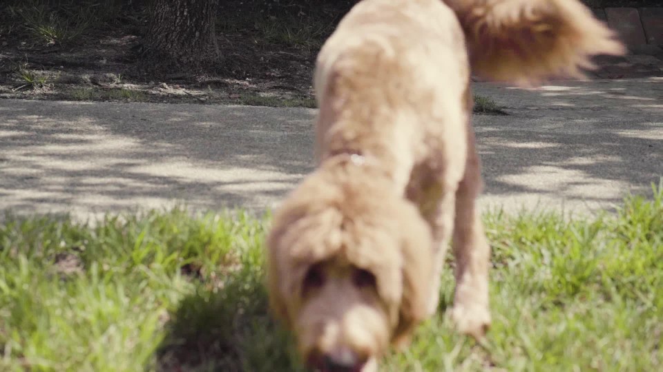 Tight tracking shot of brown dog walking slow motion ClipStock