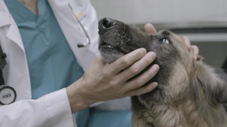 Woman touching large dogs snout slow motion ClipStock