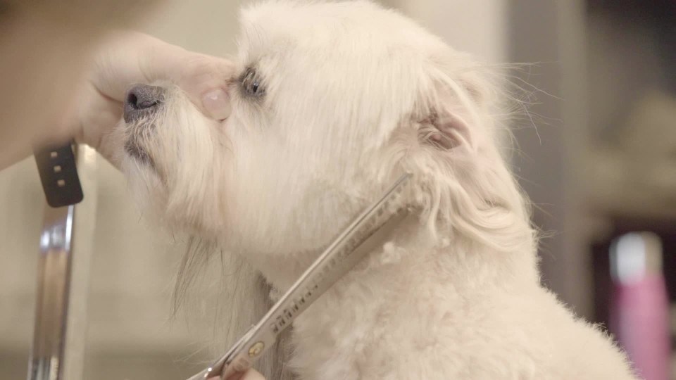 Tight of groomer holding dogs snout while shaving fur ClipStock