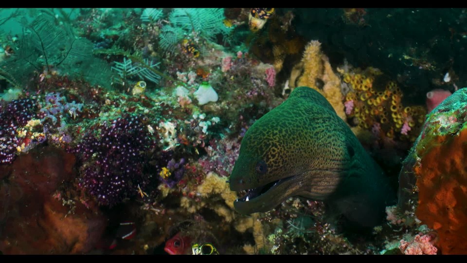 giant moray eel trying to bite small fish slow motion | ClipStock