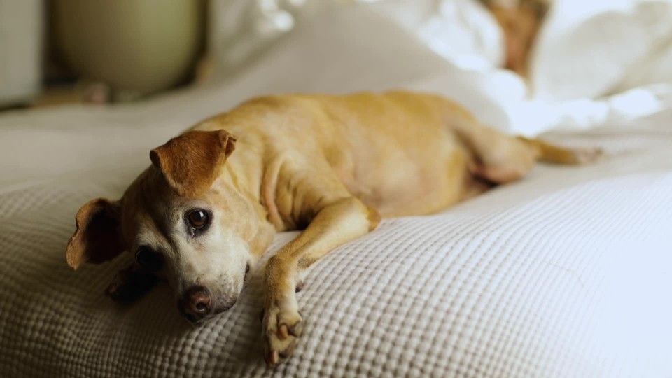 Cute dog pawing at the camera while laying on bed in bedroom ClipStock