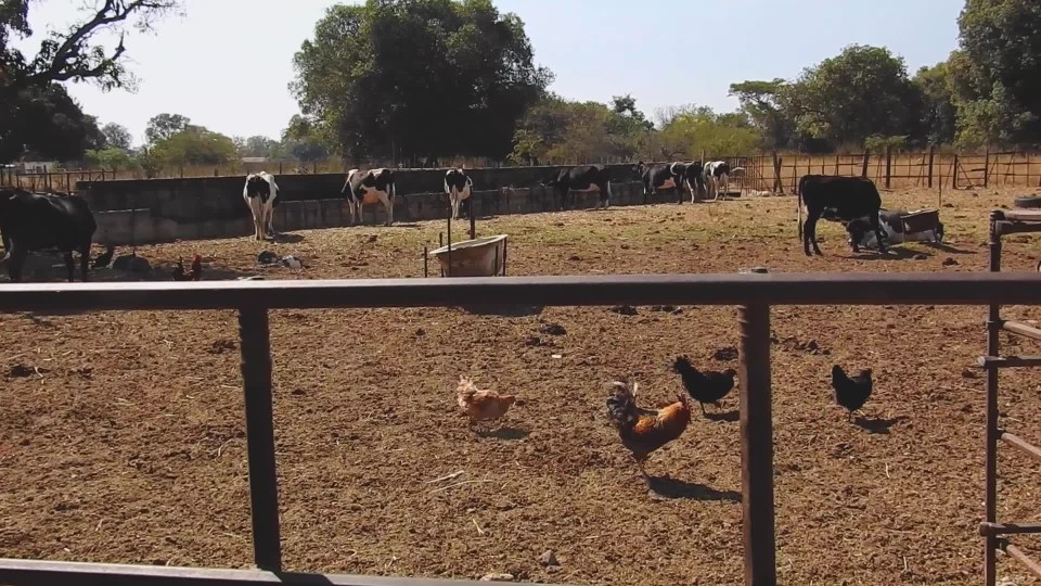 Old man walking past run down chicken coup on a farm in Zambia Slow