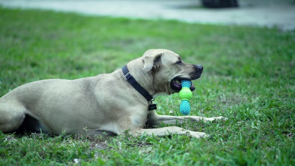 light brown 50 pounds dog takes toy laying at large huskies paw in