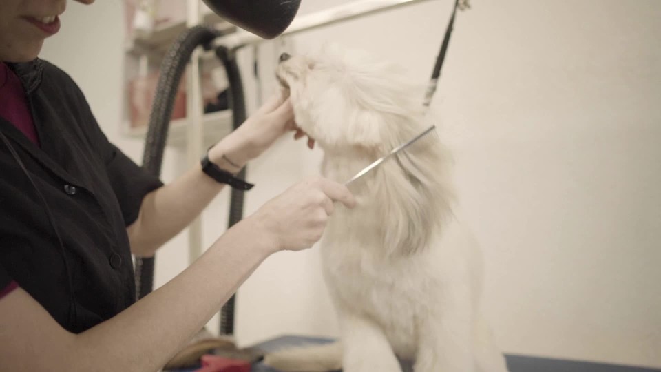 dog groomer drying dog with blow dryer ClipStock
