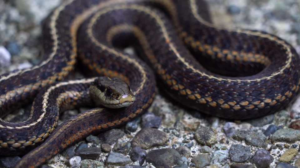 Snake slithering through gravel pavement close up ClipStock
