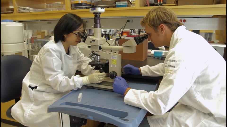 Organism through microscope POV ClipStock