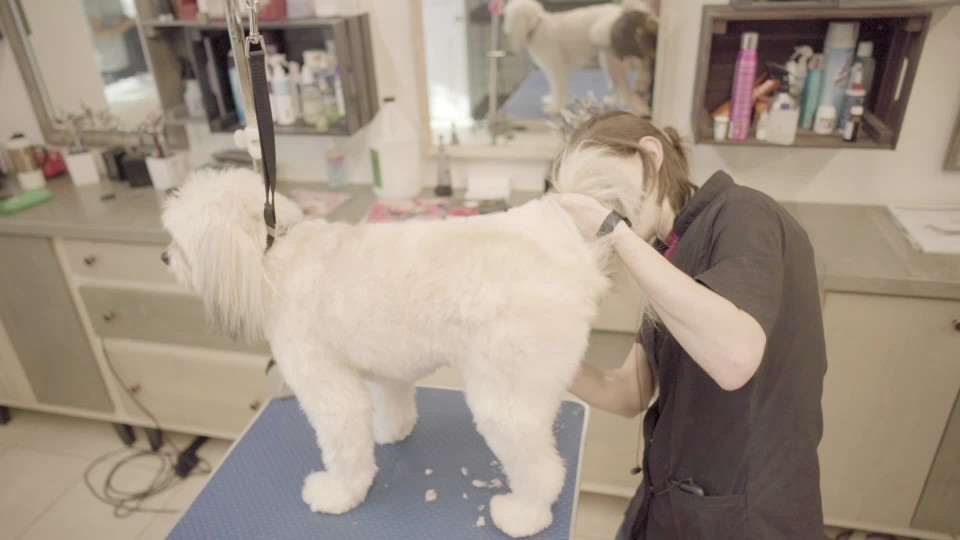 Groomer shaving dogs butt ClipStock