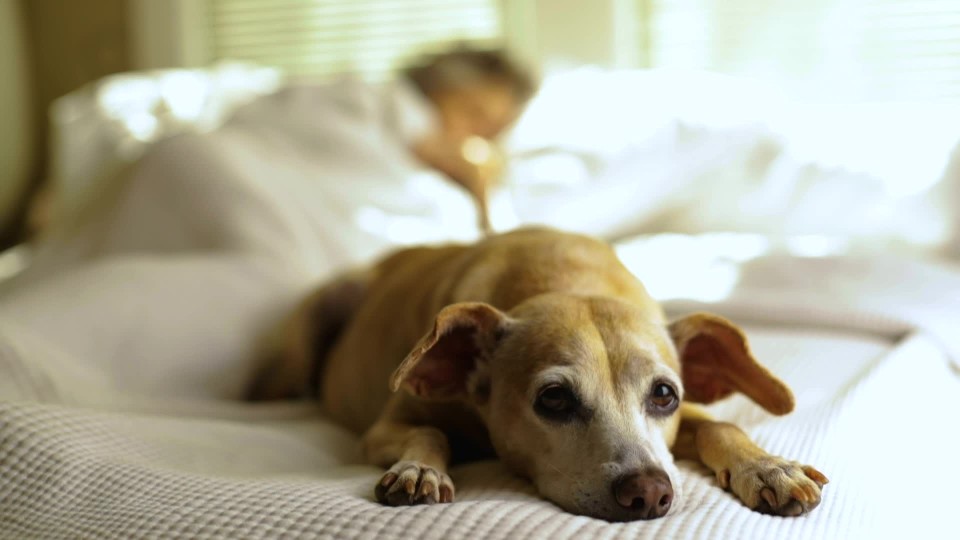 Cute dog pawing at the camera while laying on bed in bedroom ClipStock