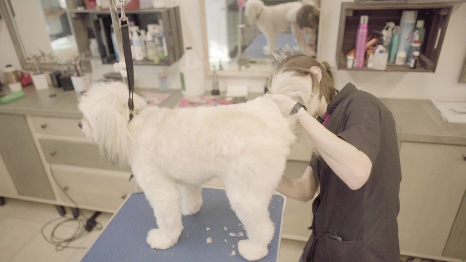 Groomer shaving dogs butt ClipStock