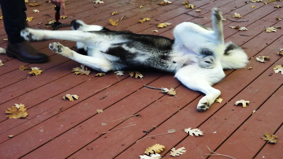 Dog giving paw then rolling over ClipStock