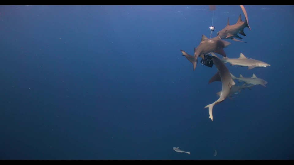 tracking bull shark swimming across screen slow motion | ClipStock